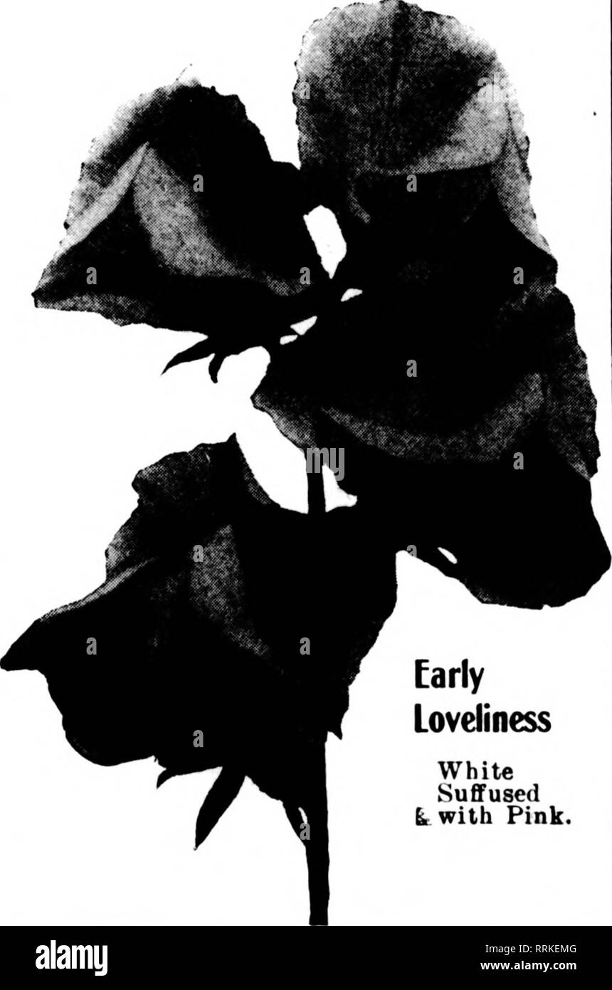 . Les fleuristes [microforme] examen. La floriculture. Une tempête de neige précoce abondante très porteur. BURPEE'S SWEET PEAS NOUVEAU DÉBUT OU WINTER-FLOWERING SPENCERS. Avec sa vive appréciation de l'avenir splendide du pois doux, et notamment de nouvelles Au début de l'hiver ou à floraison longue saison de Spencers, nous avons commencé à traverser la Spencer-floraison précoce avec les petits pois ou Winter-flowering grandiflora remontant jusqu'à l'été 1909. Plus tard, nous avons été à l'aide de cette magnifique variété australienne, "Yarrawa", dans une large mesure dans nos croix. Nous offrons maintenant avec la plus grande confiance la splendide nouveautés Banque D'Images