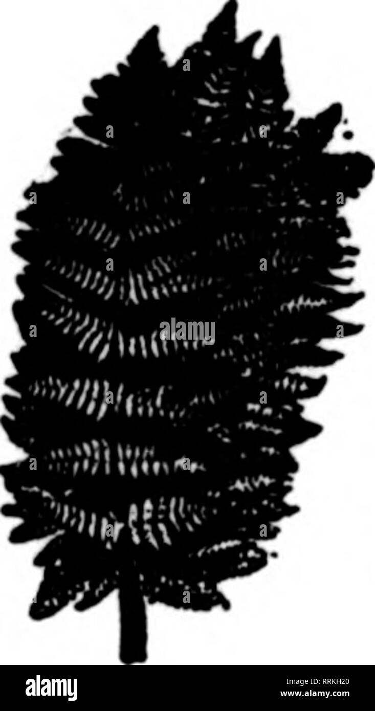 . Les fleuristes [microforme] examen. La floriculture. Mentionner le Rerlcw quand yon écrire. hôpital a reçu soixante-cinq plantes en pot pendant sa maladie, sa chambre ap- pearing comme une véranda. "Quand tout l'espace disponible était rempli, il a réalisé que les plantes seront distribués entre les autres patients qui n'avaient pas été re- chaînons si bien. Les producteurs de fleurs coupées peuvent tirer leurs propres conclusions. Notes diverses. Les factures Co., floral, Davenport la., les rapports que les poinsettias ont été les seules les fleurs coupées dans laquelle les ventes sont venus jusqu'à ex- pectations. Des plantes en pots de toutes sortes ce cabinet ne pouvait pas suffisamment sécurisé pour Banque D'Images