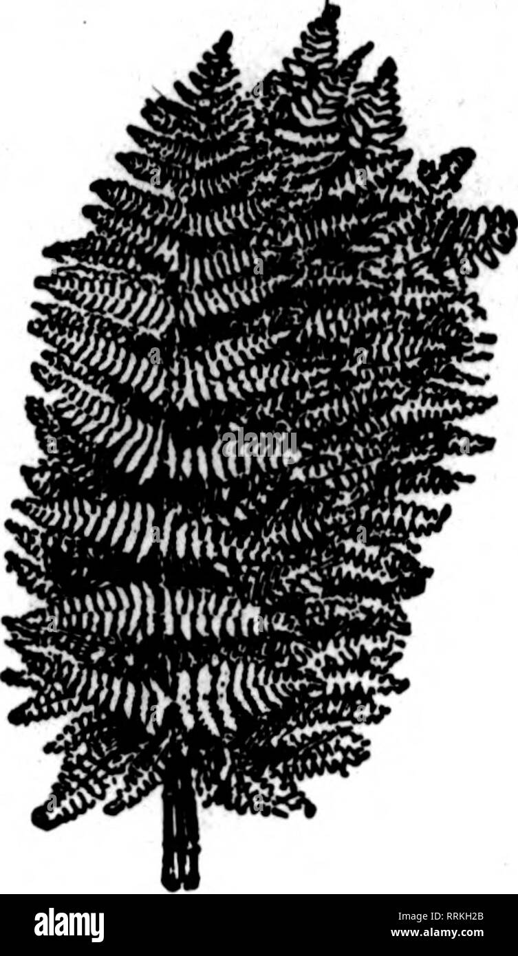 . Les fleuristes [microforme] examen. La floriculture. Mentionner le Rerlcw quand yon écrire. hôpital a reçu soixante-cinq plantes en pot pendant sa maladie, sa chambre ap- pearing comme une véranda. "Quand tout l'espace disponible était rempli, il a réalisé que les plantes seront distribués entre les autres patients qui n'avaient pas été re- chaînons si bien. Les producteurs de fleurs coupées peuvent tirer leurs propres conclusions. Notes diverses. Les factures Co., floral, Davenport la., les rapports que les poinsettias ont été les seules les fleurs coupées dans laquelle les ventes sont venus jusqu'à ex- pectations. Des plantes en pots de toutes sortes ce cabinet ne pouvait pas suffisamment sécurisé pour Banque D'Images