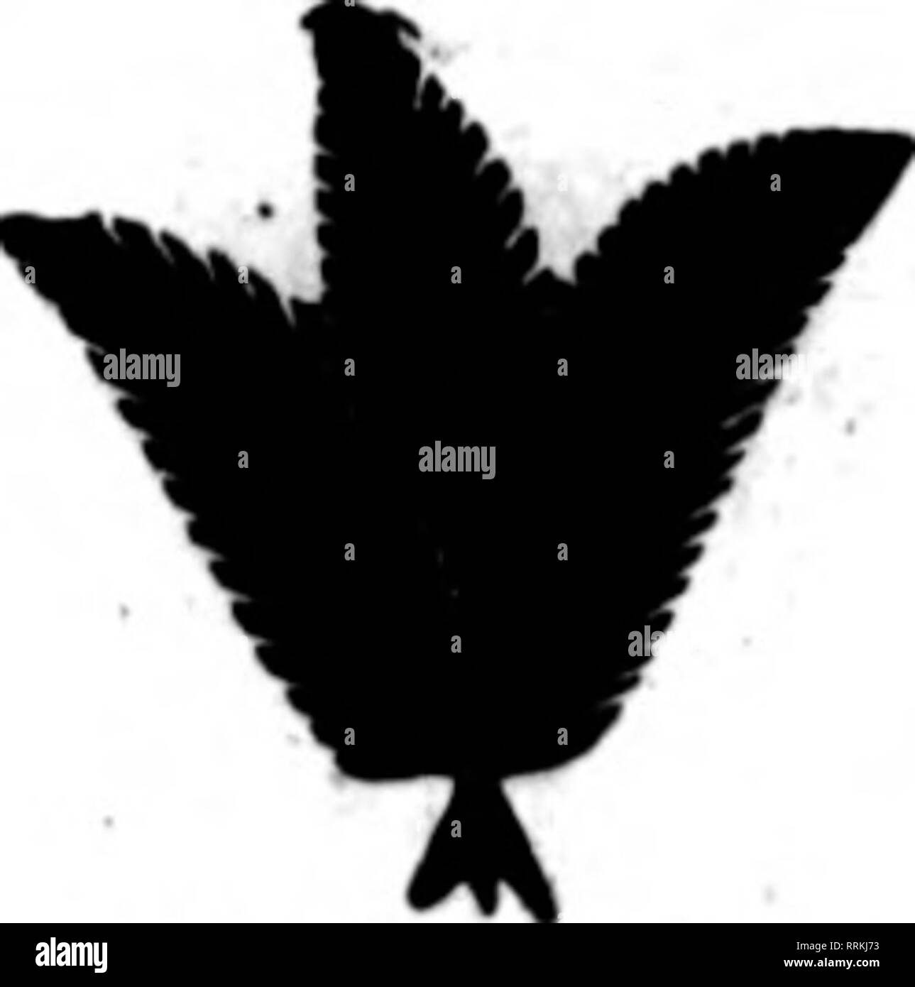 . Les fleuristes [microforme] examen. La floriculture. 62 Les fleuristes^ 28 juin 1917 l'examen. Fleurs coupées des Co., Inc., de mauvais West 28th Street, NEW YORK CITY Lorsque vous consignez vos fleurs pour nous, vous faites des affaires avec l'une des plus fiable du com- mission des maisons. Nous donnons à chaque expédition, n'importe ce que la quantité, notre plus grande attention. Si vous êtes un expéditeur de fleurs il va vous payer pour entrer en contact avec nous. Occasion spéciale pour un couple de bons producteurs de Rose qui sont à la recherche de meilleurs rendements*' notre demande actuelle est plus grande que notre approvisionnement. Mentionner l'examen lorsque jon écrire. H. E. FRO Banque D'Images