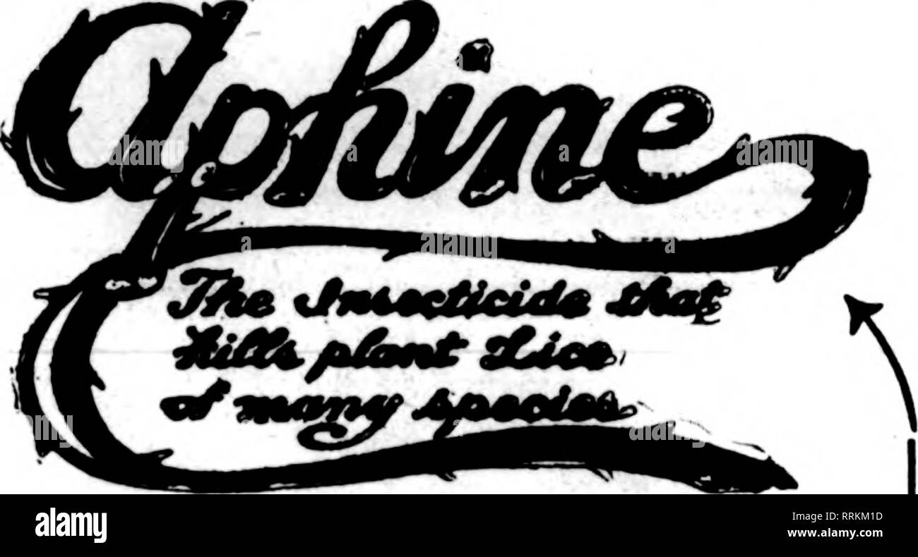 . Les fleuristes [microforme] examen. La floriculture. Enregistrer votre pitints et arbres. Juste le penser "ou Kreenhouse et l'utilisation à l'extérieur. Monts-mealy Bnjf détruit, marron et blanc, échelle, Thrlps araignée rouge. La Mouche noire et verte. Les Mites, fourmis, etc.. sans dommage aux plantes et sans odeur. Accord utilisé- Inif de direction, notre Insecticide standard empêchera les ravages sur vos cultures par les insectes. Les non-polBonous et inoffensif pour l'utilisateur et de l'usine. Leadinir les semenciers et les fleuristes ont utilisé avec des résultats merveilleux. Détruit le pou du poisson en poulaillers. Les puces au méchants et tous les animaux domestiques. Kxcellent comme un lavage pour Aogs et d'autres ani Banque D'Images