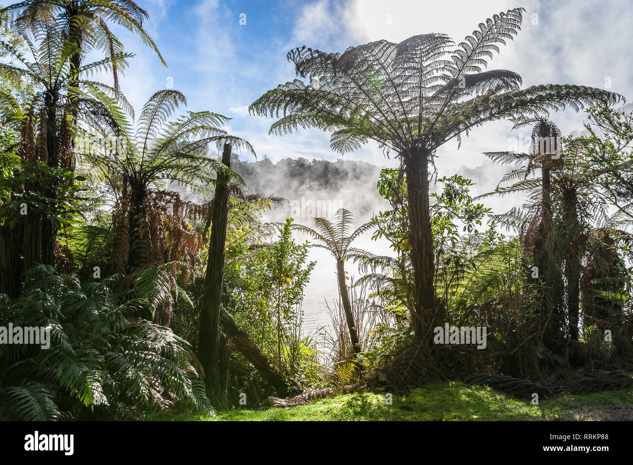 Une forêt de fougères géantes (Dicksonia squarrosa) dans parc géothermique. Au milieu des brumes tourbillonnantes géants qui se profile avec la lumière du soleil filtrant à travers Banque D'Images
