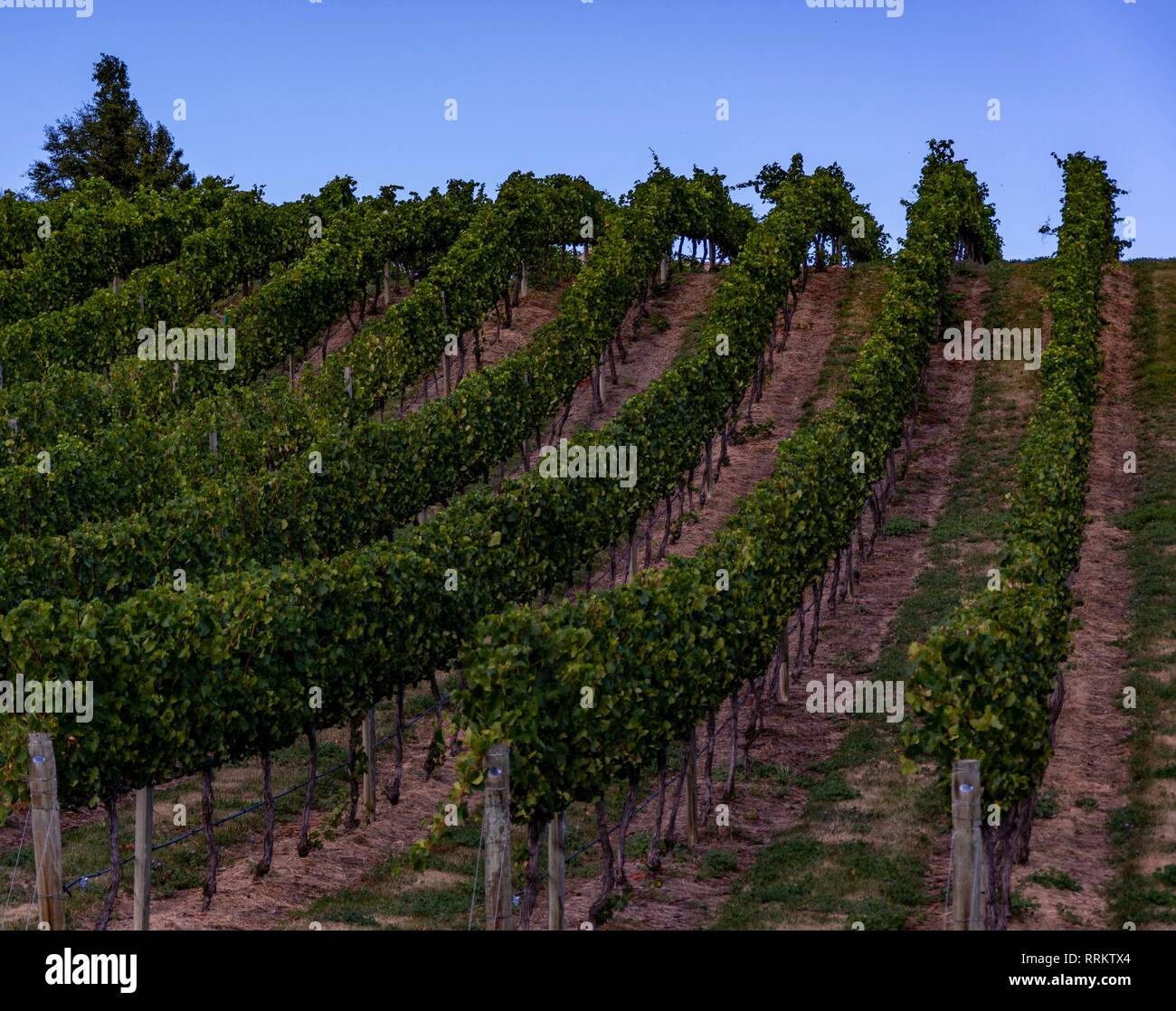 Vignoble Dans Le Centre Dotago Banque De Photographies Et Dimages à Haute Résolution Alamy