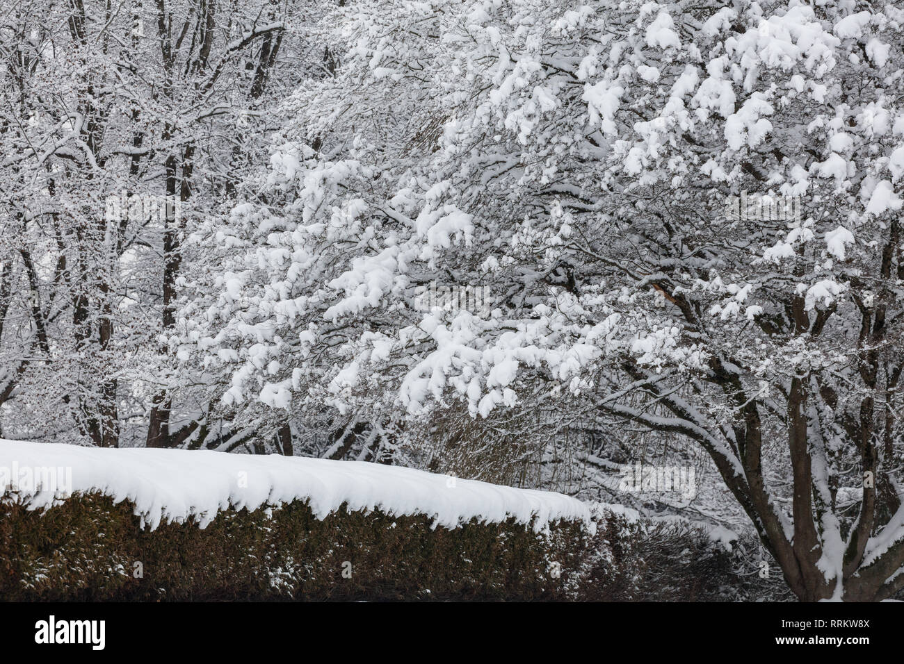 La neige sur les branches d'arbres pour la nature background Banque D'Images