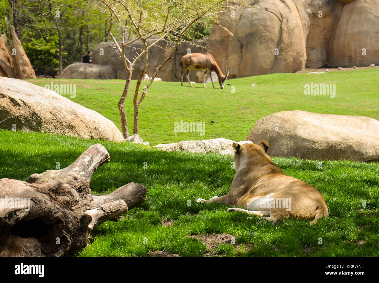 Lionne en regardant les proies. Lion en premier plan à la gazelle à en arrière-plan. Banque D'Images