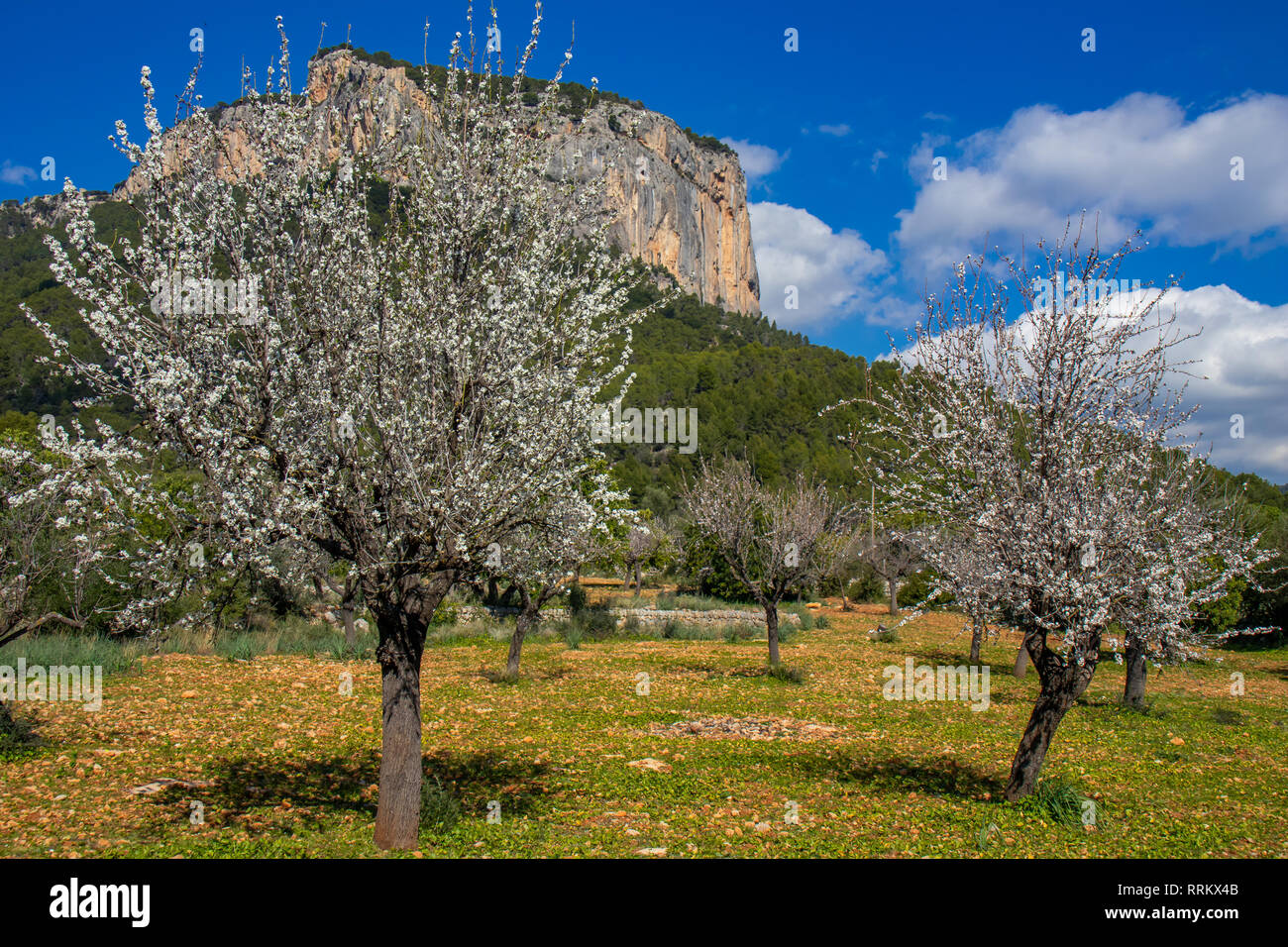 Les amandiers en fleurs en face d'Alaró castle rock, Majorque, Îles Baléares, Espagne Banque D'Images