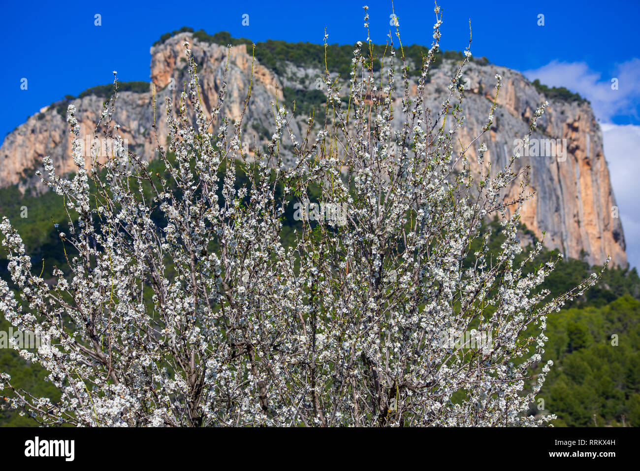 Les amandiers en fleurs en face d'Alaró castle rock, Majorque, Îles Baléares, Espagne Banque D'Images