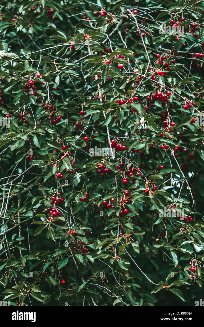 De Gros plan sur les petits fruits rouges mûrs cherry tree parmi les feuilles vertes Banque D'Images