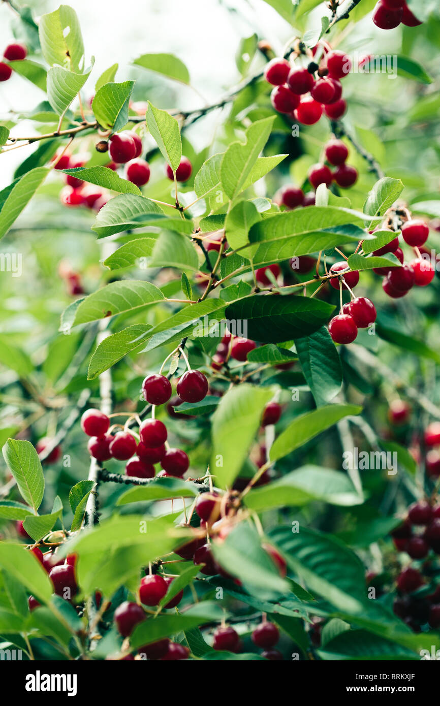 De Gros plan sur les petits fruits rouges mûrs cherry tree parmi les feuilles vertes Banque D'Images