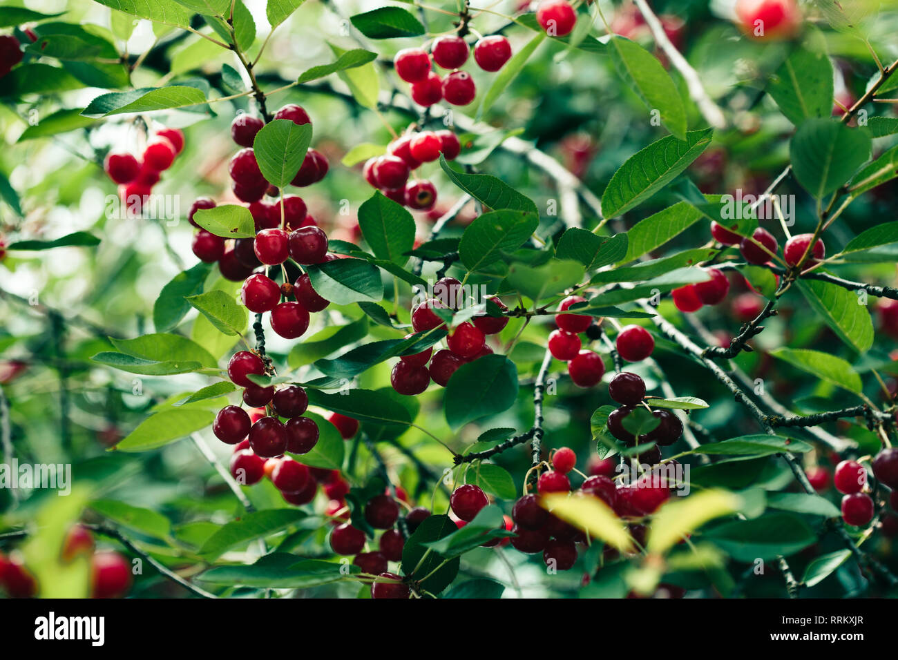 De Gros plan sur les petits fruits rouges mûrs cherry tree parmi les feuilles vertes Banque D'Images