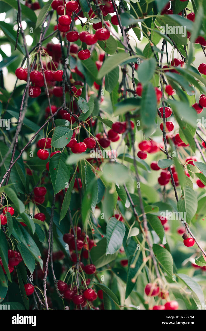 De Gros plan sur les petits fruits rouges mûrs cherry tree parmi les feuilles vertes Banque D'Images