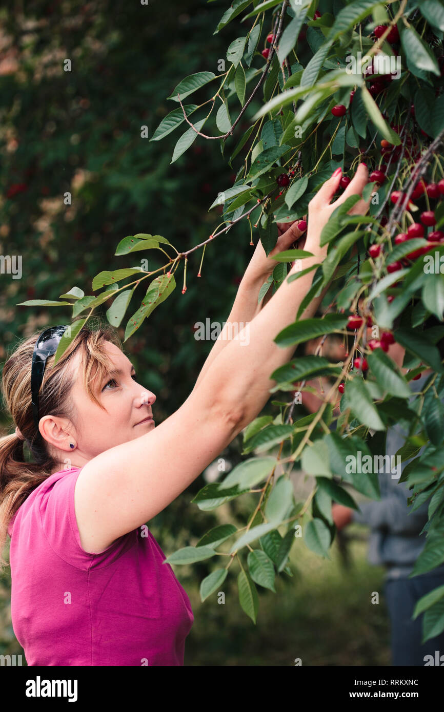 Woman picking cherry tree de petits fruits Banque D'Images