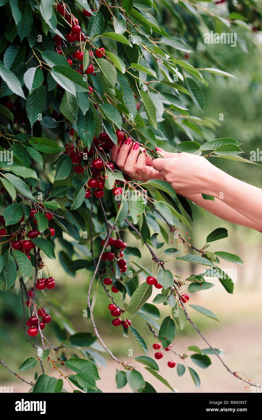 Woman picking cherry tree de petits fruits Banque D'Images