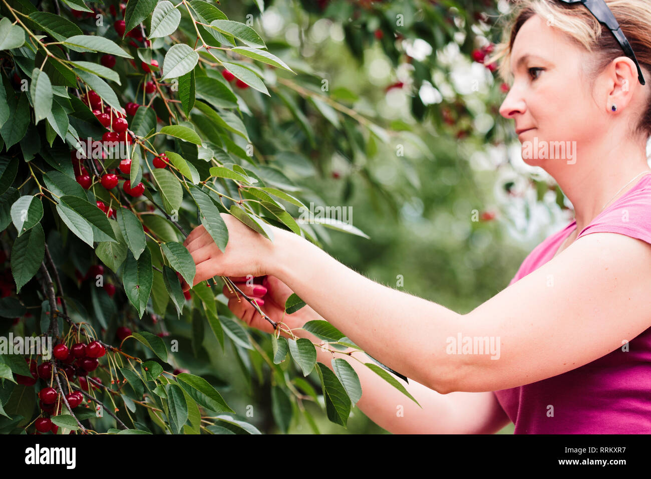 Woman picking cherry tree de petits fruits Banque D'Images