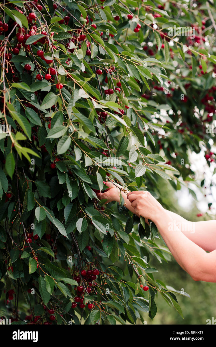 Woman picking cherry tree de petits fruits Banque D'Images