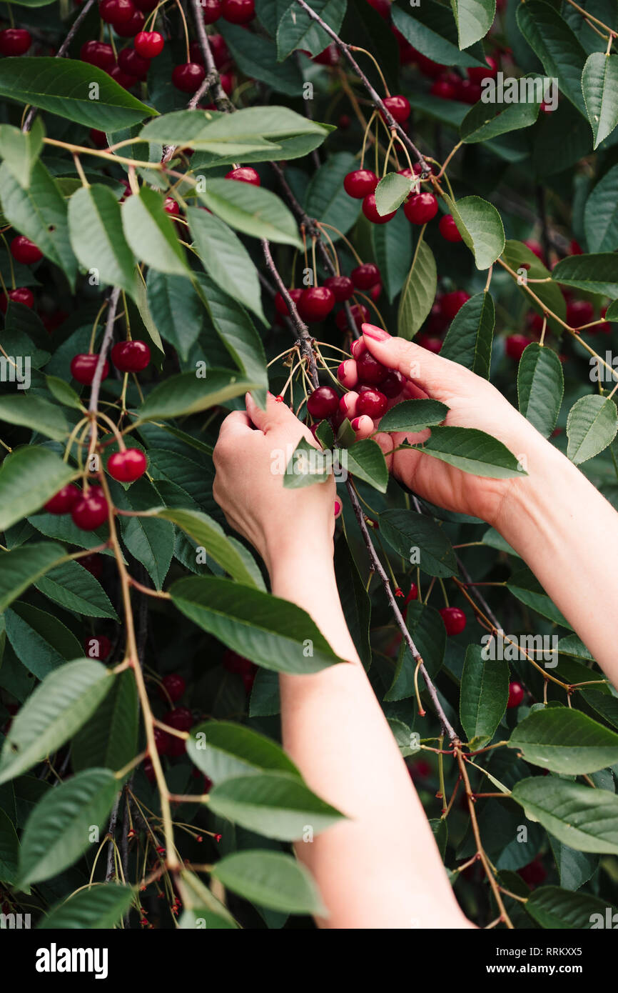 Woman picking cherry tree de petits fruits Banque D'Images