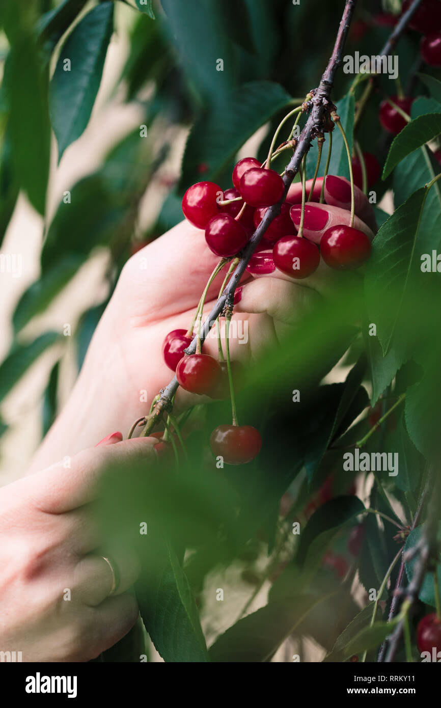 Woman picking cherry tree de petits fruits Banque D'Images