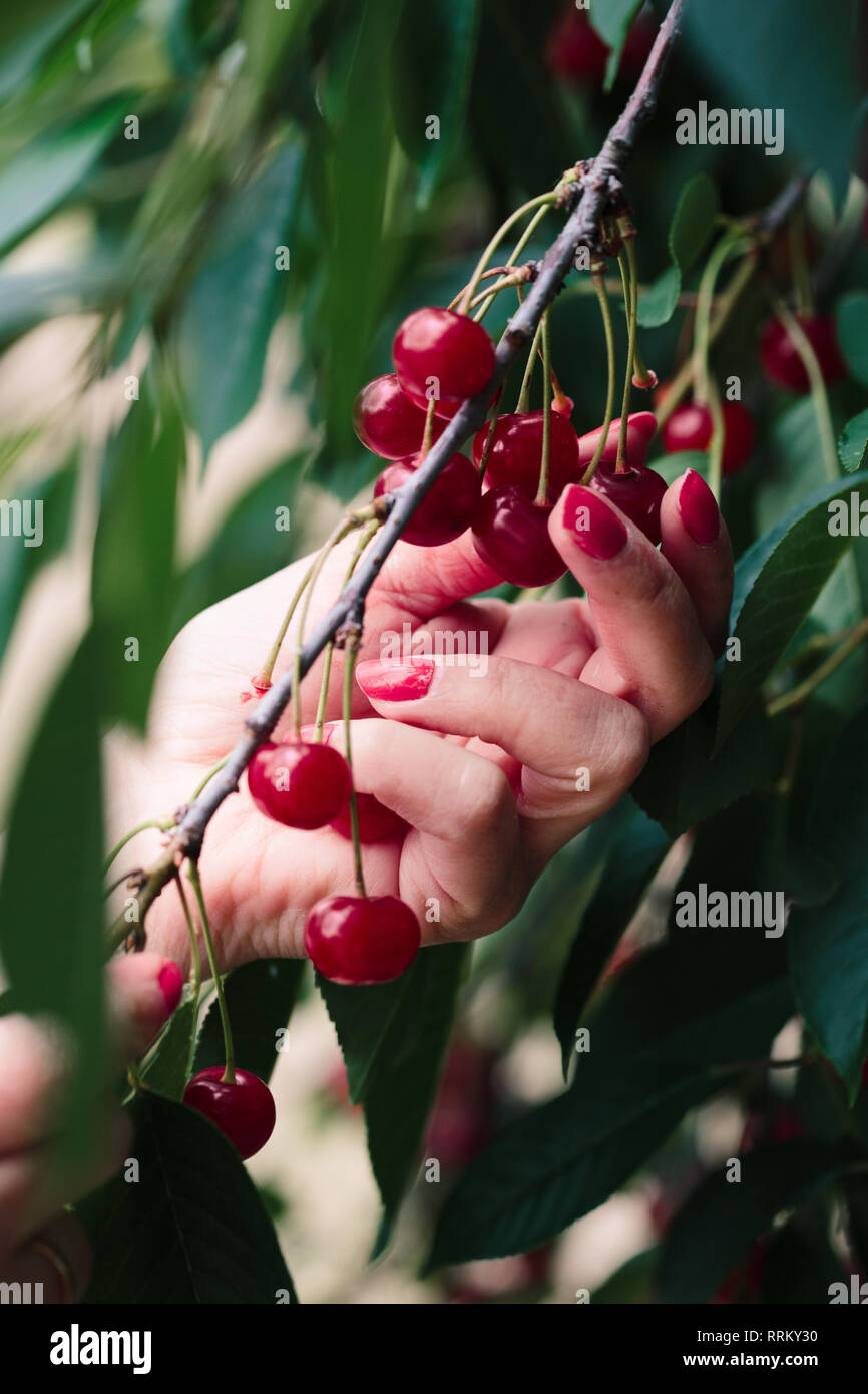 Woman picking cherry tree de petits fruits Banque D'Images