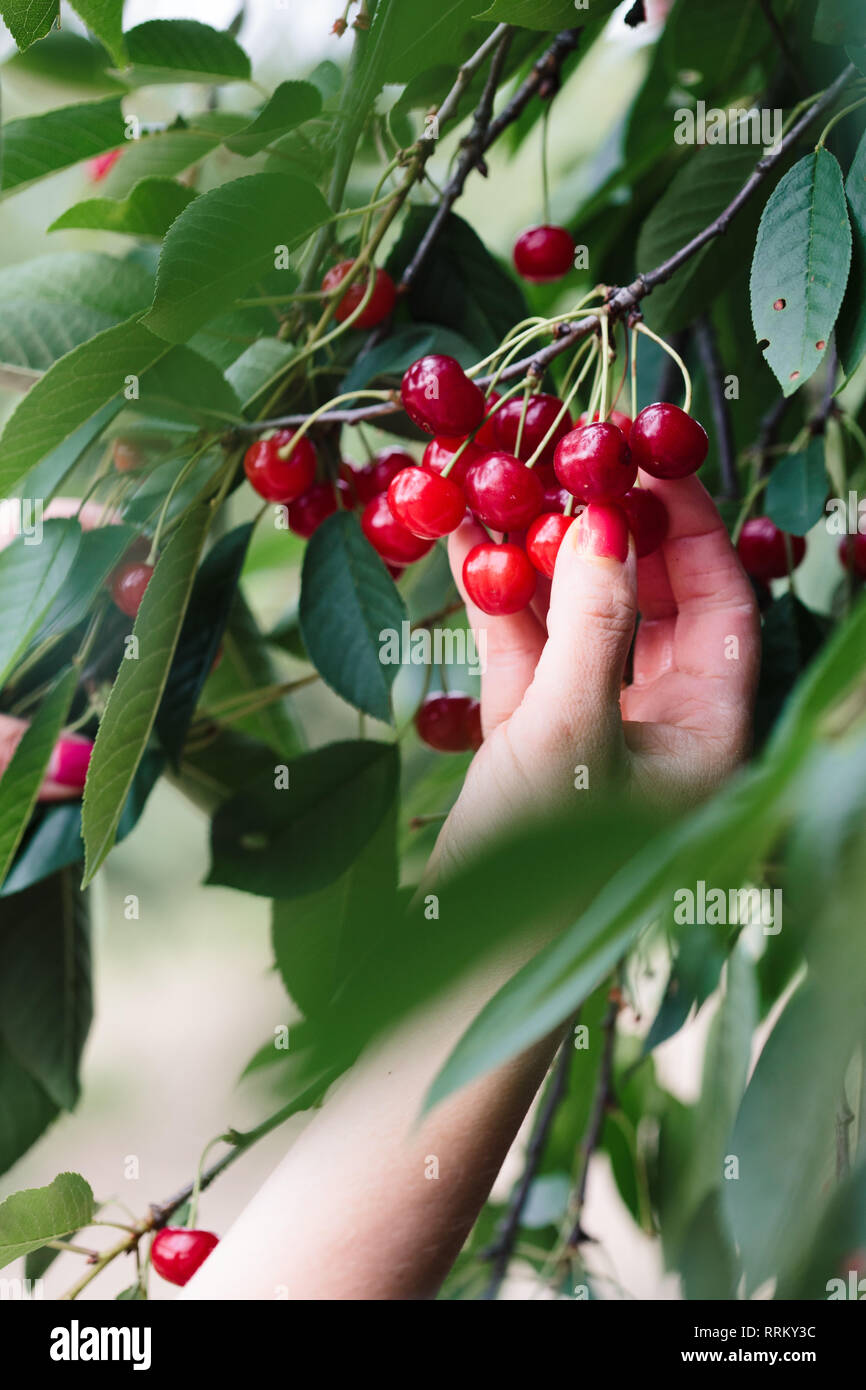 Woman picking cherry tree de petits fruits Banque D'Images