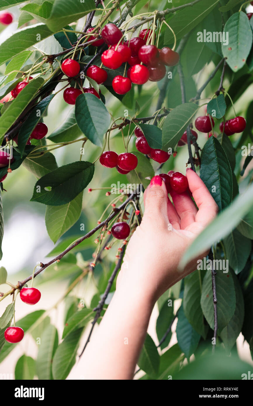 Woman picking cherry tree de petits fruits Banque D'Images