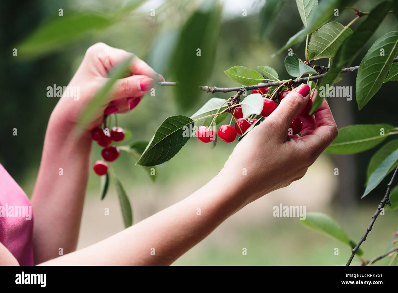 Woman picking cherry tree de petits fruits Banque D'Images