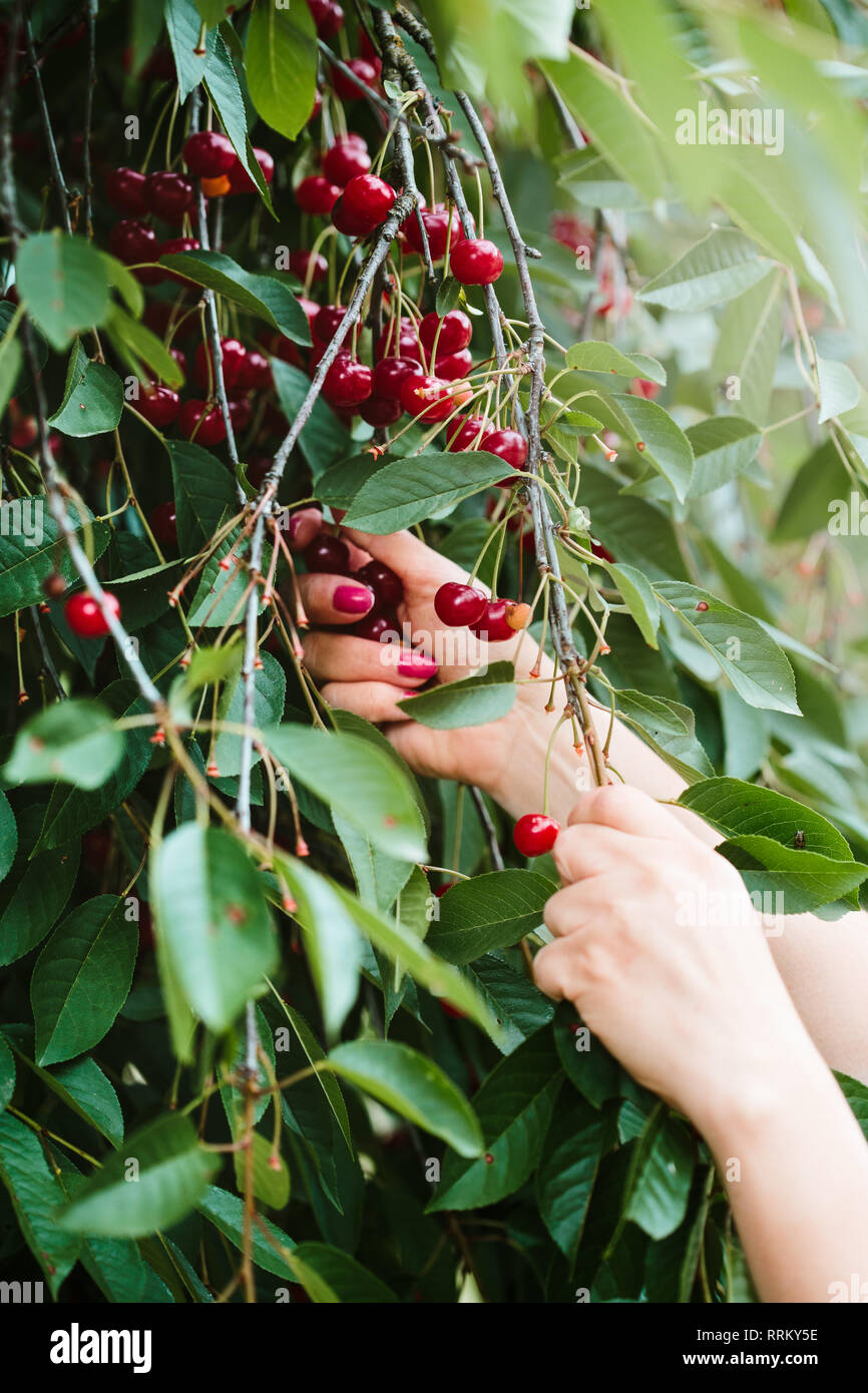 Woman picking cherry tree de petits fruits Banque D'Images