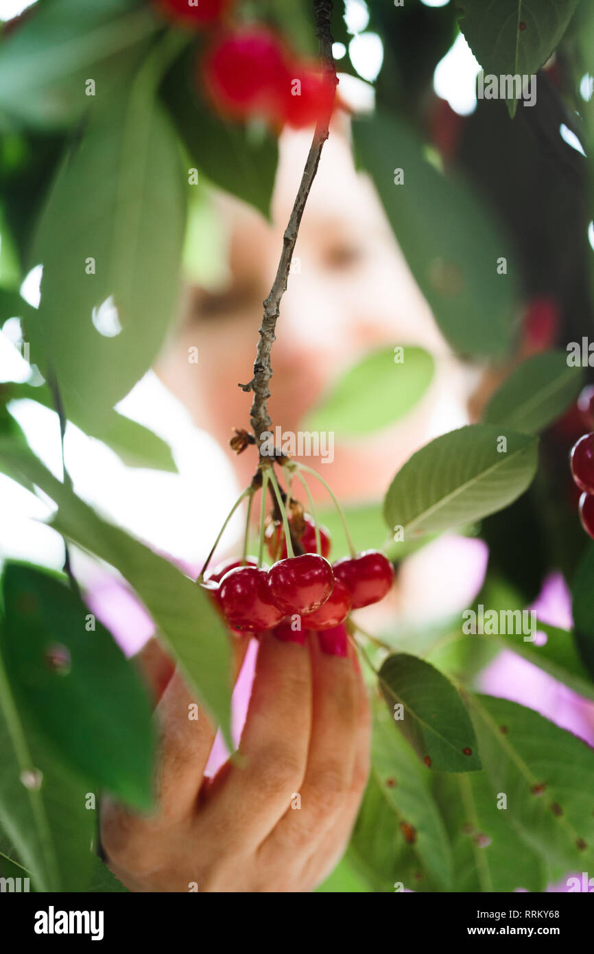 Woman picking cherry tree de petits fruits Banque D'Images