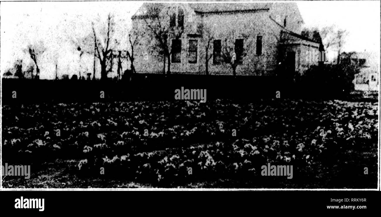. Les fleuristes [microforme] examen. La floriculture. Je bras, 2(). 1 !)17. Les fleuristes^ FLUEOGE 21 Examen'S pensées. En plus d'liis stand-hy de cultures, Howors Plucjjgo coupe William, Jr., à Grovo Morton, 111 j., un Hjjring J'ajor de cultures, de plantes à massif et tliorc est à jyros JE- ent un lit de pansics en fleur qui rend tout le monde qui vient je en vue stoj) [. pour un second regard. Il y a L' ;),00() ' ? ])Lants en un lot, stiown dans l'acconi- ' j)anying illustration. Une épine dans le côté. Obtenez occupé maintenant, l'Oriole fleuristes ! Depuis le samedi de Pâques a une chose- neen up])ermost dans mon esprit, et Banque D'Images