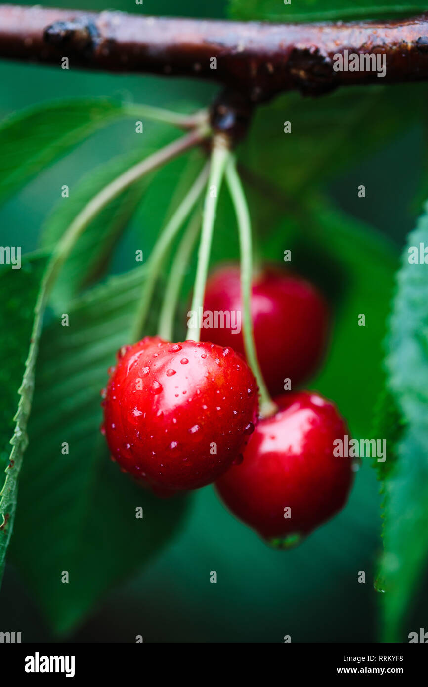 De Gros plan sur les petits fruits rouges mûrs cherry tree parmi les feuilles vertes Banque D'Images
