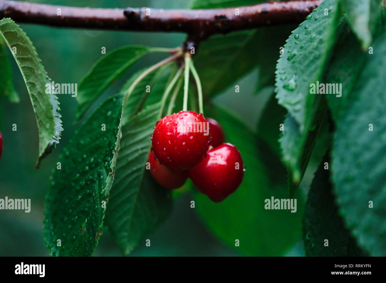 De Gros plan sur les petits fruits rouges mûrs cherry tree parmi les feuilles vertes Banque D'Images
