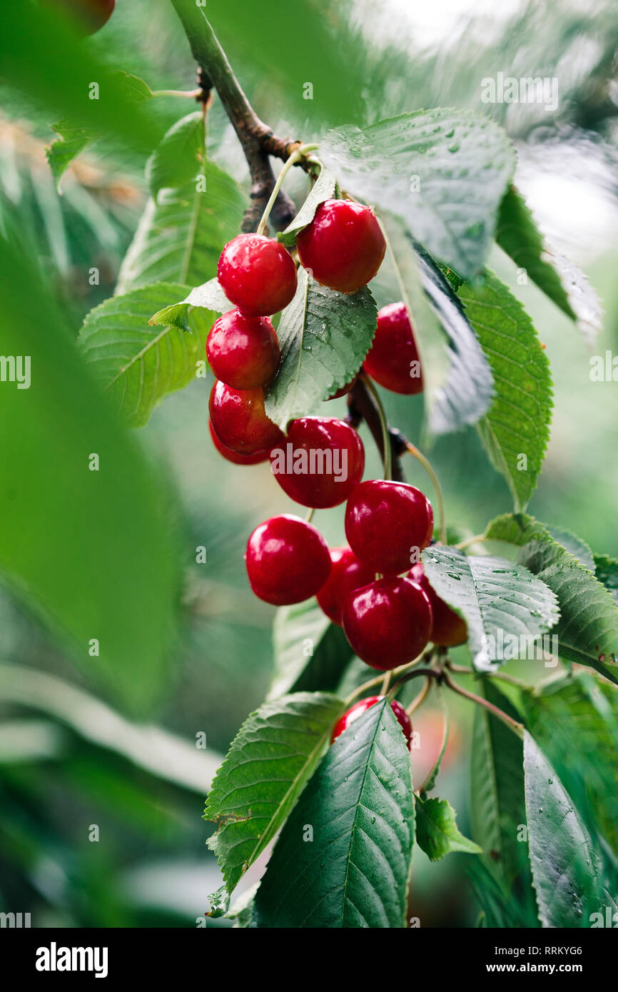 De Gros plan sur les petits fruits rouges mûrs cherry tree parmi les feuilles vertes Banque D'Images
