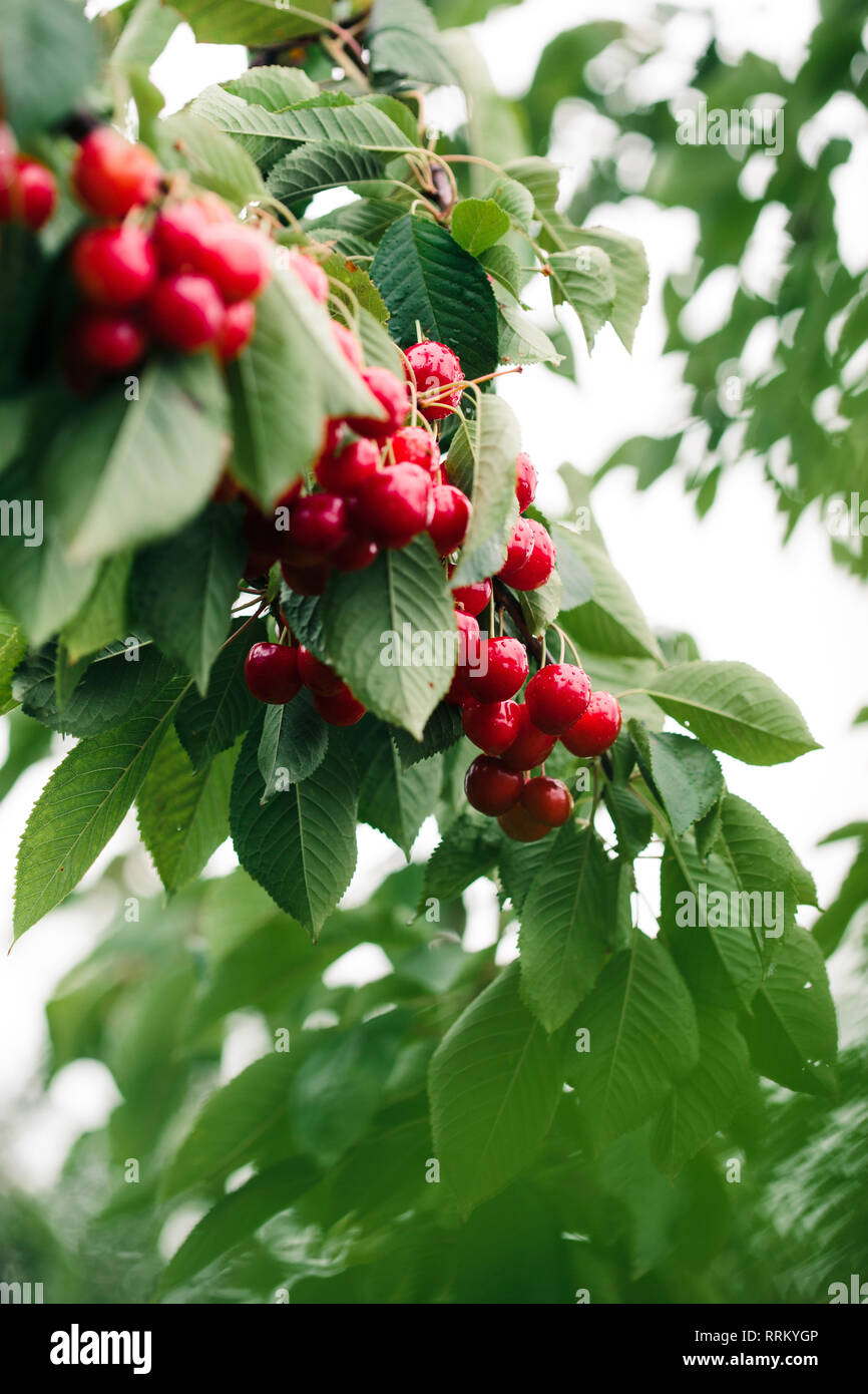 De Gros plan sur les petits fruits rouges mûrs cherry tree parmi les feuilles vertes Banque D'Images
