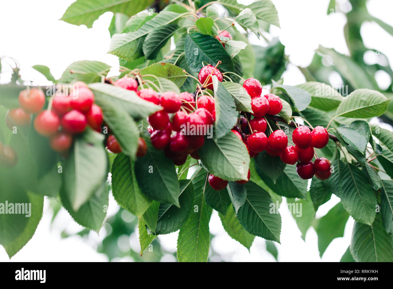 De Gros plan sur les petits fruits rouges mûrs cherry tree parmi les feuilles vertes Banque D'Images