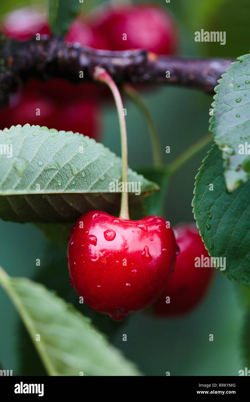 De Gros plan sur les petits fruits rouges mûrs cherry tree parmi les feuilles vertes Banque D'Images