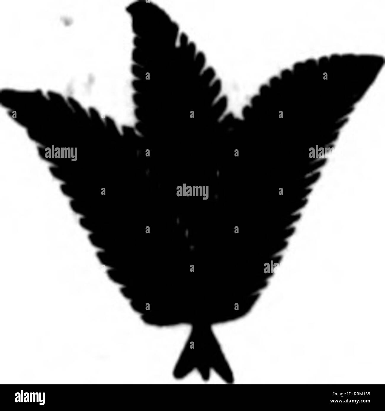 . Les fleuristes [microforme] examen. La floriculture. 82 L'examen pour fleuristes, 17 mai 1917. Mauvais West 28th Street, NEW YORK CITY UNITED CUT FLOWER Co., Inc., lorsque vous consignez vos fleurs pour nous, vous faites des affaires avec l'une des plus fiable du com- mission des maisons. Nous donnons à chaque expédition, n'importe ce que la quantité, notre plus grande attention. Si vous êtes un expéditeur de fleurs il va vous payer pour entrer en contact avec nous. Occasion spéciale pour un couple de bons producteurs de Rose qui sont à la recherche de meilleurs rendements. Notre demande actuelle est plus grande que notre approvisionnement. Mentionner l'examen lorsque vous écrivez. H. E. FROME Banque D'Images