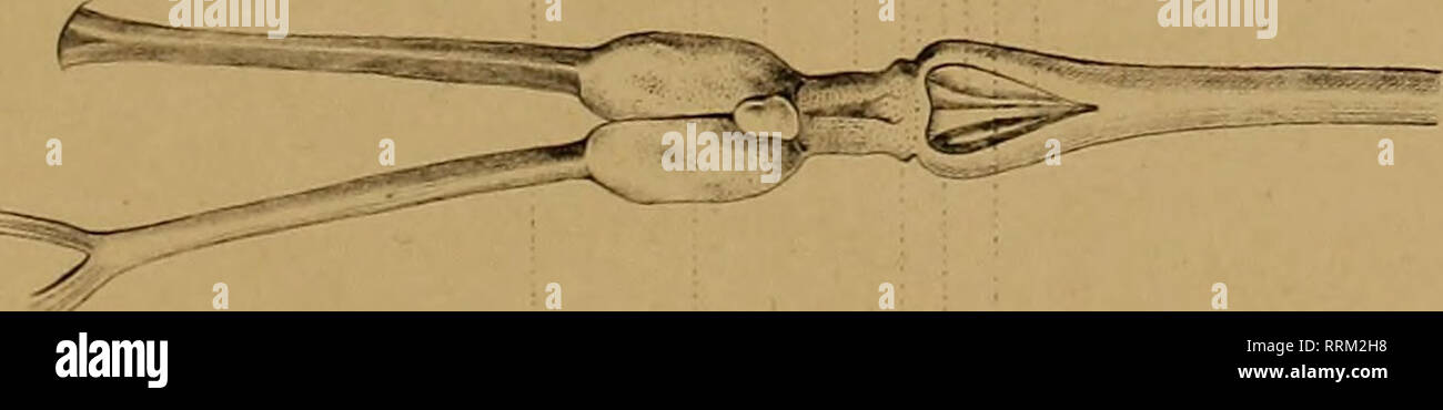 . Aanteekeningen over de pot van den Cryptobranchus japonicus. Cryptobranchus japonicus, salamandres. 1 X. Veuillez noter que ces images sont extraites de la page numérisée des images qui peuvent avoir été retouchées numériquement pour plus de lisibilité - coloration et l'aspect de ces illustrations ne peut pas parfaitement ressembler à l'œuvre originale.. Schmidt, F. J. J ; Goddard, Q. J ;, Jan van der Hoeven, 1802-1868. Haarlem, Loosjes Banque D'Images