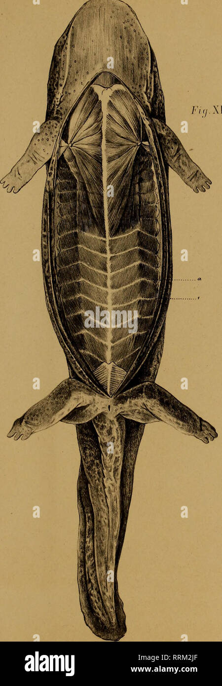 . Aanteekeningen over de pot van den Cryptobranchus japonicus. Cryptobranchus japonicus, salamandres. J'L. IV. Veuillez noter que ces images sont extraites de la page numérisée des images qui peuvent avoir été retouchées numériquement pour plus de lisibilité - coloration et l'aspect de ces illustrations ne peut pas parfaitement ressembler à l'œuvre originale.. Schmidt, F. J. J ; Goddard, Q. J ;, Jan van der Hoeven, 1802-1868. Haarlem, Loosjes Banque D'Images