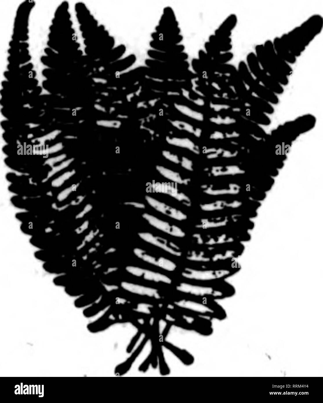 . Les fleuristes [microforme] examen. La floriculture. Mentionner l'examen quand vous écrivez.. Veuillez noter que ces images sont extraites de la page numérisée des images qui peuvent avoir été retouchées numériquement pour plus de lisibilité - coloration et l'aspect de ces illustrations ne peut pas parfaitement ressembler à l'œuvre originale.. Chicago : les fleuristes Pub. Co Banque D'Images