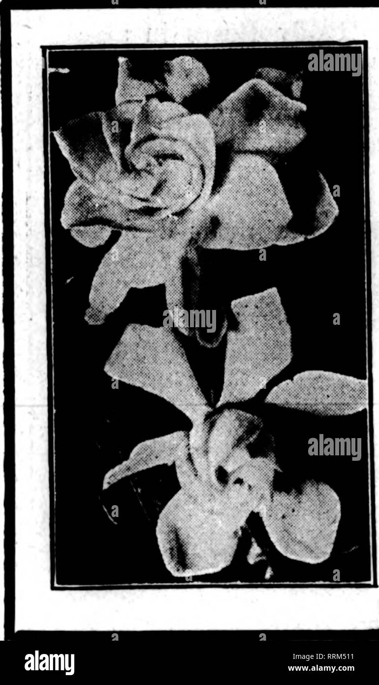 . Les fleuristes [microforme] examen. La floriculture. Mat 22. 1019. L'examen pour fleuristes 73 JASMINS Nous avons à offrir une très grosse récolte de grande qualité. Le temps chaud et une pluie fine ont été portant le jasmin sur récolte rapidement. Nous pensons qu'il y aura plus de stock pour moi- morial Day que jamais. 100 1000 Cote B- de 4 à 8 pouces $1,00 $8,00 Grade A- 8 à 12 pouces 1,50 14,00 X-Grade 12 à 18 pouces 2,25 20,00 CARLISLE &AMP ; FILS, fleuristes, Alvin, Texas. Les bourgeons de jasmin DU CAP Le MEMORIAL DAY FLOWER Notre culture a commencé à se déplacer. Beaucoup de beaux gros bourgeons avec beau feuillage, de jeunes animaux. Par 100 Banque D'Images