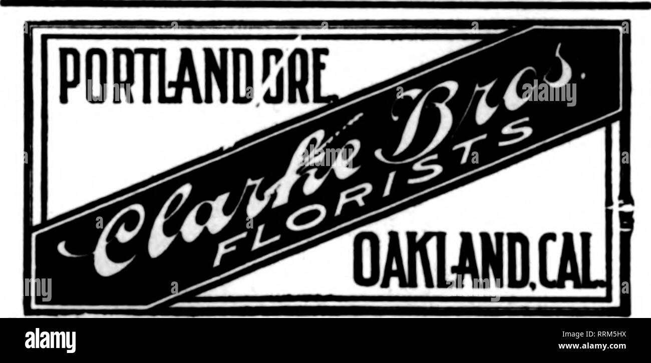 . Les fleuristes [microforme] examen. La floriculture. San Francisco, Oakland et Berkeley aux environs CHAS. C. NAVLET CO. 423 et 427 Market Street, SAN FRANCISCO, CAL. 20 et 22 également à l'Est de la rue San Fernando, SAN JOSE. CAL. San Francisco, Californie McLAREN-MacRORIE COMPANY 141 Powell Street et Palace Hotel pépinières, San Mateo, Californie. Nous sommes la seule vente en gros et au détail à San Fran- fleuristes, cisco et peut donner meilleure attention à toutes les commandes sur le compte de l'approvisionnement illimité de nos pépinières. Nous sommes spécialisés dans le secteur des fruits et des fleurs "Bon Voyage" pacl couardise n'importe où dans l'Statef et peut Banque D'Images