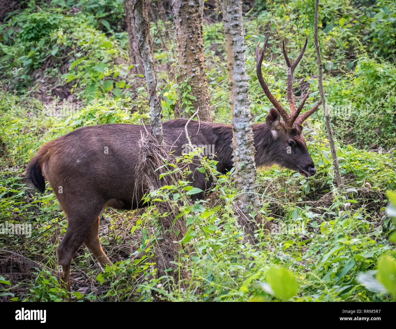 Cerfs Sambar au parc national de Chitwan au Népal Banque D'Images