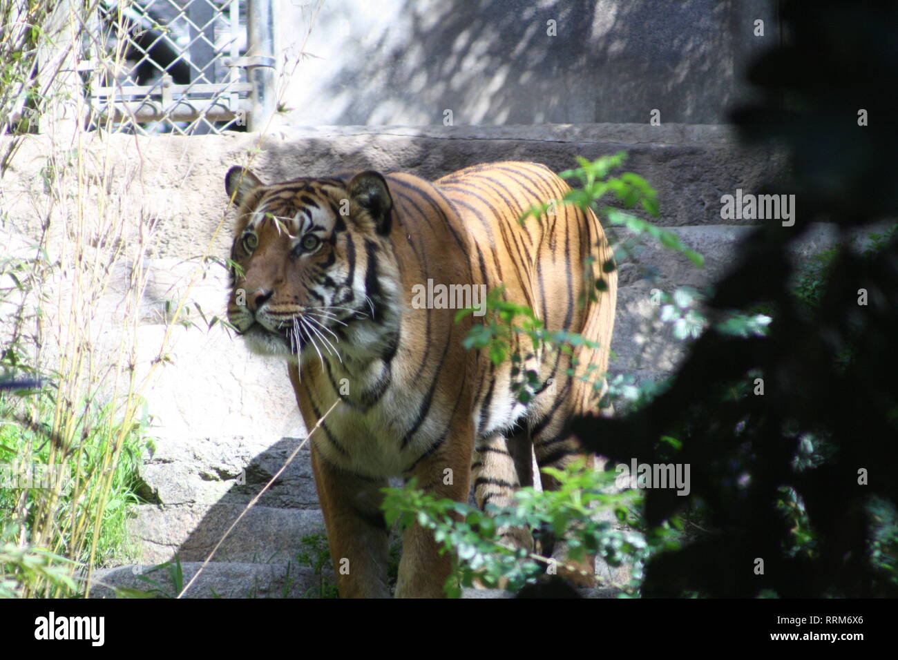 Sumatran Tiger San Diego Zoo Californie Banque D'Images