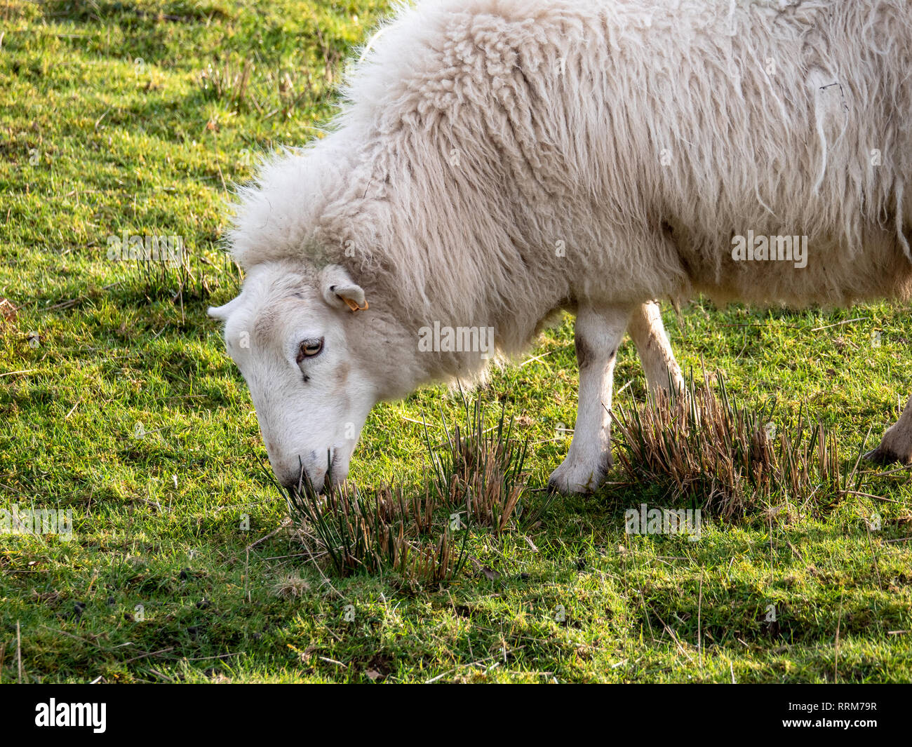 Des moutons paissant dans un champ dans le sud du Pays de Galles Banque D'Images