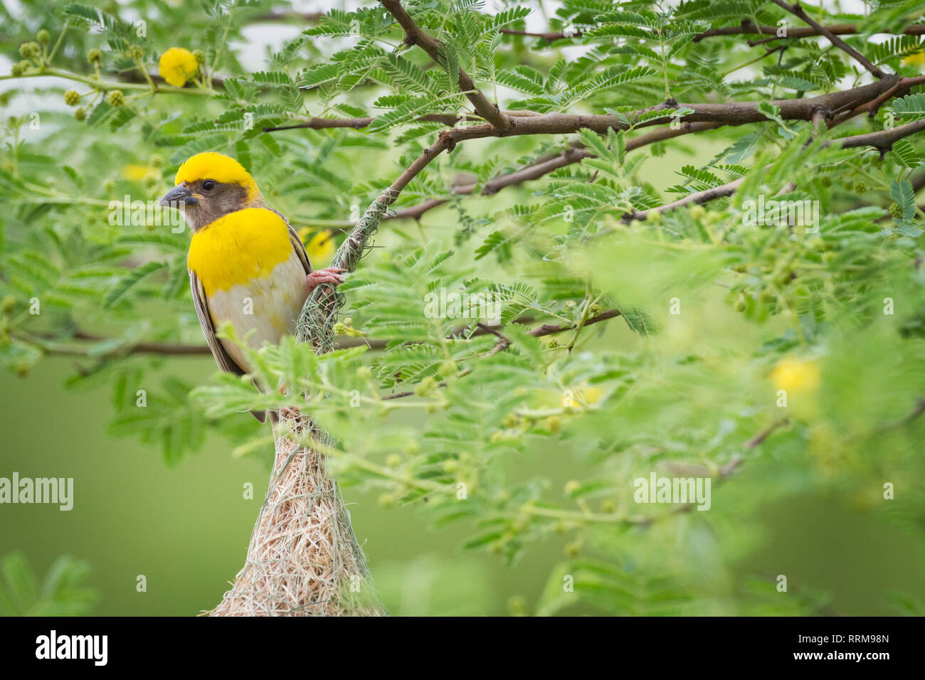 Baya Weaver (Ploceus philippinus), homme sur son nid. Le Rajasthan. L'Inde. Banque D'Images