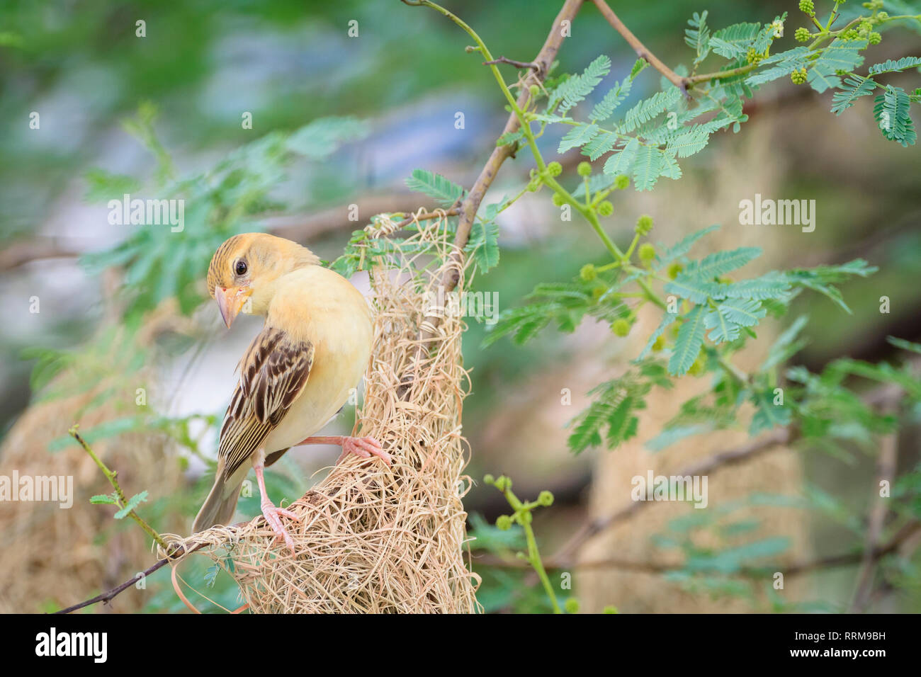 Baya Weaver (Ploceus philippinus), femelle sur son nid. Le Rajasthan. L'Inde. Banque D'Images