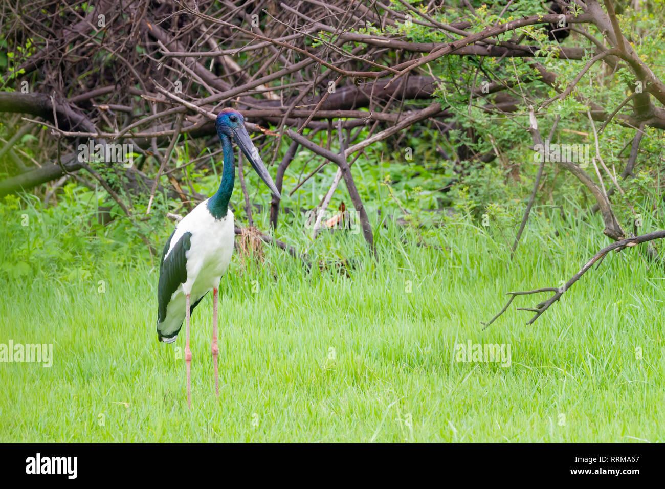 Black-necked Stork (Ephippiorhynchus asiaticus) dans l'habitat. Parc national de Keoladeo. Bharatpur. Le Rajasthan. L'Inde. Banque D'Images