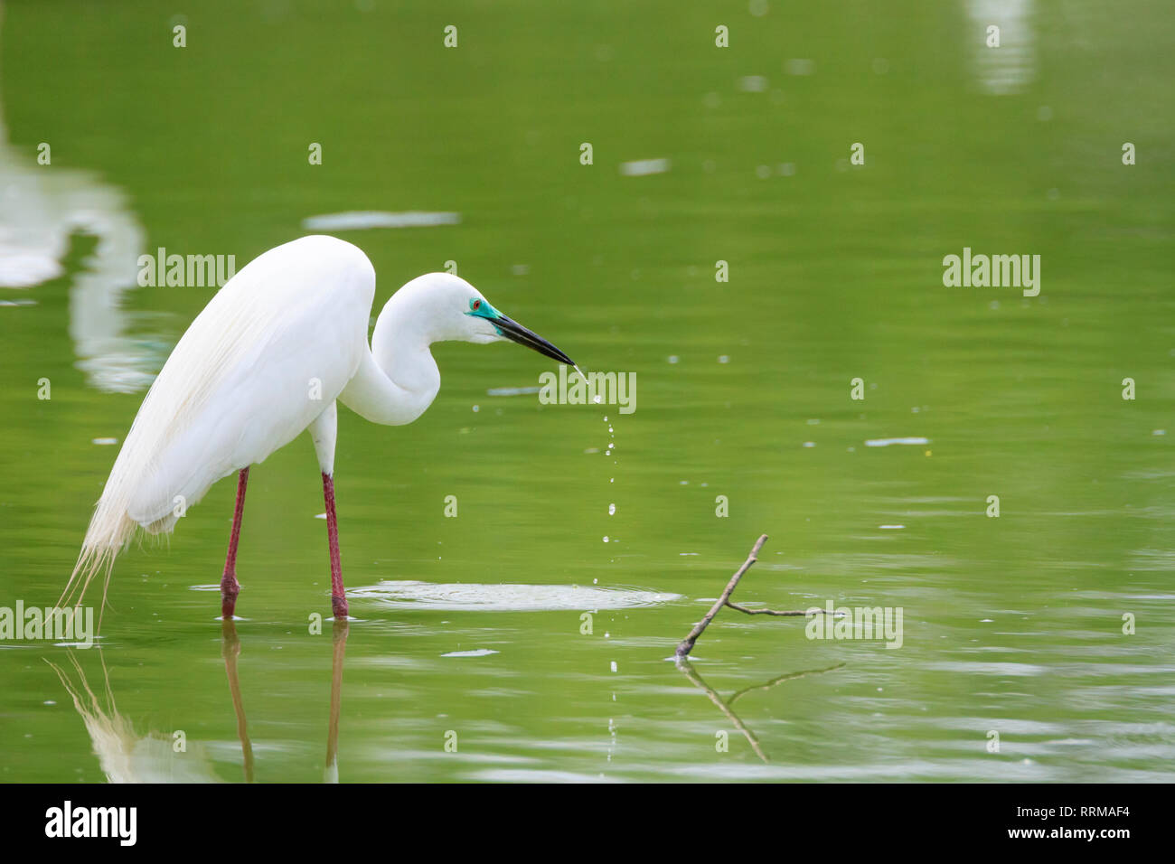 Grande Aigrette (Ardea alba) à la recherche de nourriture. Parc national de Keoladeo. Bharatpur. Le Rajasthan. L'Inde. Banque D'Images