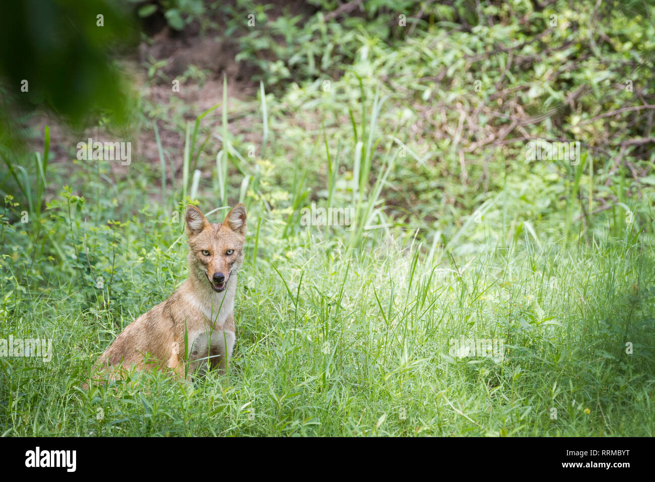 Indian Jackal (Canis aureus indicus) dans l'habitat. Parc national de Keoladeo. Bharatpur. Le Rajasthan. L'Inde. Banque D'Images