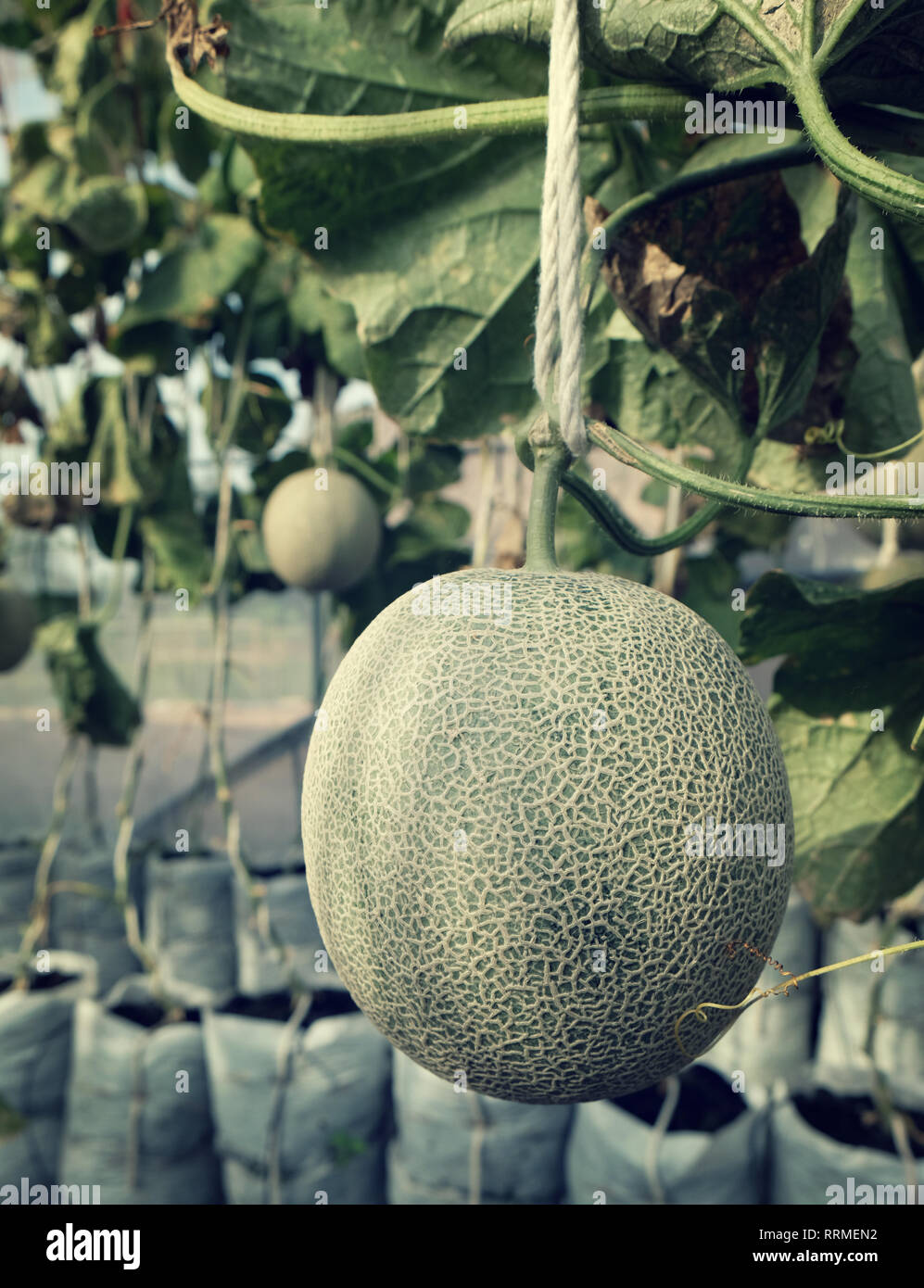 Les jeunes Japonais de germination ou de melons melon cantaloup melon vert ou de plantes poussant dans les émissions de farm en charge par string. filets melon Banque D'Images