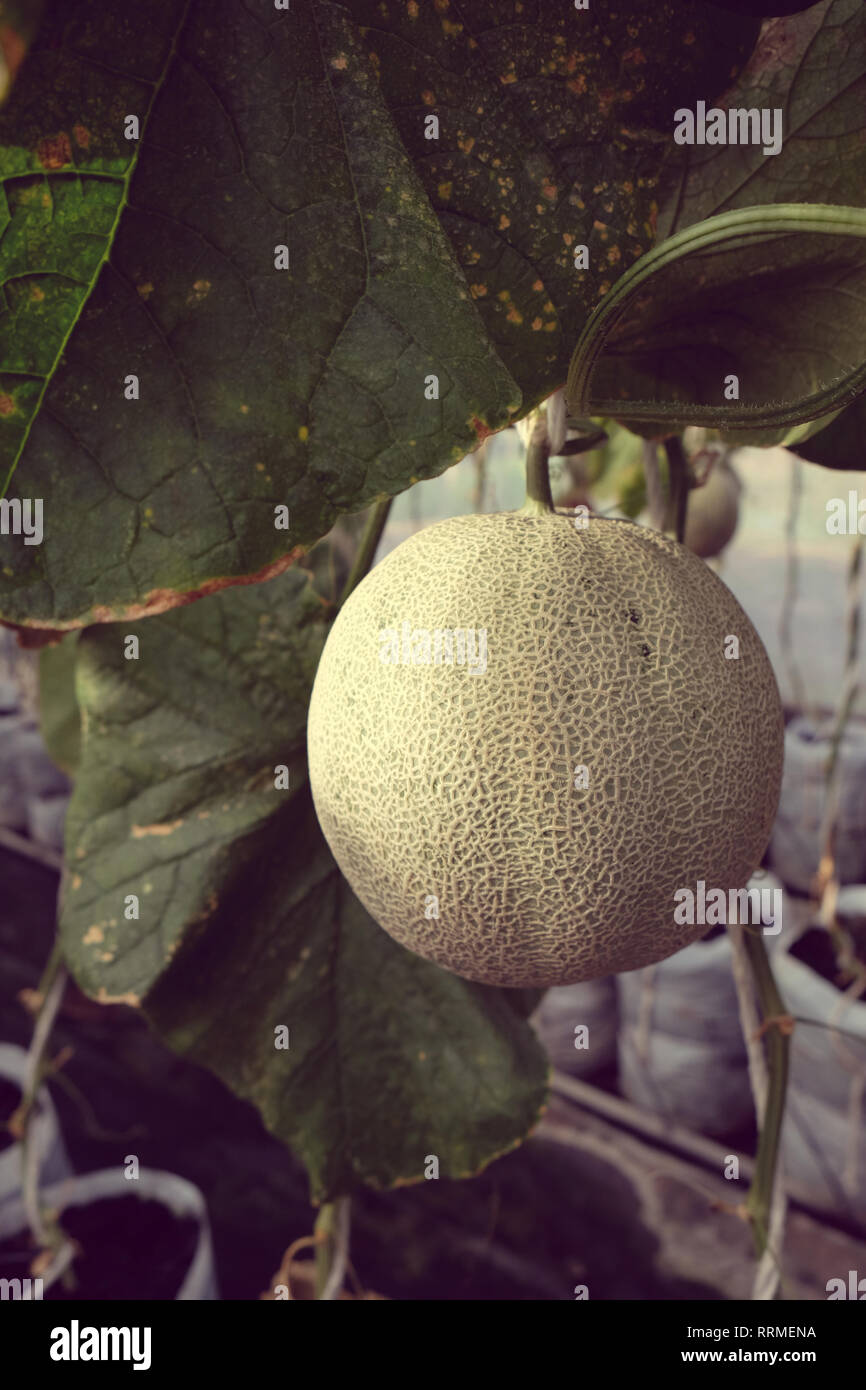 Les jeunes Japonais de germination ou de melons melon cantaloup melon vert ou de plantes poussant dans les émissions de farm en charge par string. filets melon Banque D'Images